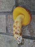 Boletus depilatus image