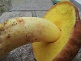Boletus depilatus image