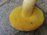 Boletus depilatus image