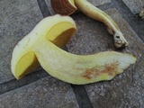 Boletus depilatus image