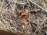 Discina ancilis image