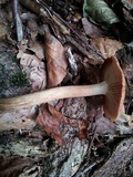 Desarmillaria tabescens image