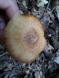 Desarmillaria tabescens image