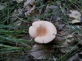 Clitocybe gibba image