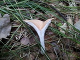 Clitocybe gibba image