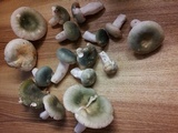 Russula virescens image