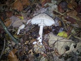 Chlorophyllum olivieri image