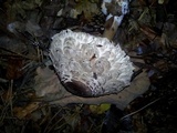 Chlorophyllum olivieri image
