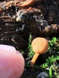 Flammulaster muricatus image
