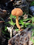 Flammulaster muricatus image