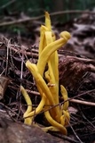Clavulinopsis fusiformis image