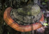 Fomitopsis mounceae image