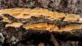 Trametes trogii image