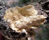 Trametes trogii image
