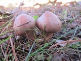 Chroogomphus vinicolor image