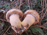 Chroogomphus vinicolor image