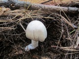Cortinarius caperatus image