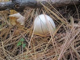 Cortinarius caperatus image