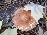 Cystodermella cinnabarina image