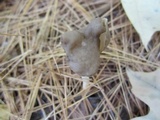 Helvella elastica image