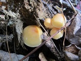 Hypholoma capnoides image