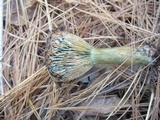 Lactarius deterrimus image