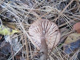 Lactarius rufus image