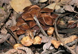 Gymnopus villosipes image