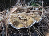 Onnia tomentosa image