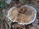 Onnia tomentosa image