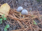 Mycena griseoviridis image
