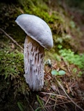 Hypomyces microspermus image