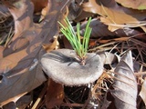 Tricholoma terreum image