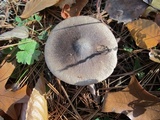 Tricholoma terreum image
