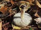 Tricholoma terreum image