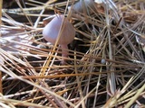 Inocybe lilacina image