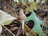 Helvella elastica image
