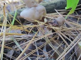 Helvella elastica image