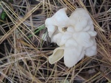 Helvella crispa image