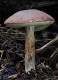 Porphyrellus brunneus image