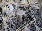 Ampulloclitocybe clavipes image