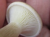Ampulloclitocybe clavipes image