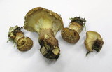 Lentinus cyathiformis image