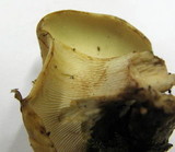 Lentinus cyathiformis image