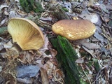 Tapinella atrotomentosa image