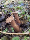 Lycoperdon excipuliforme image