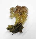 Mycena renati image