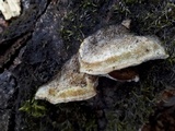 Trametes trogii image