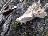 Trametes trogii image