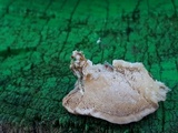 Cerrena unicolor image